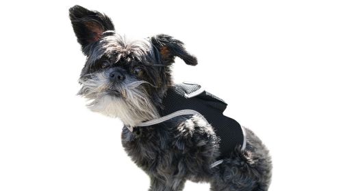 NEW GPS Animal Tracking Mini GPS Waterproof Pet Collar Mount Tracker Size:M